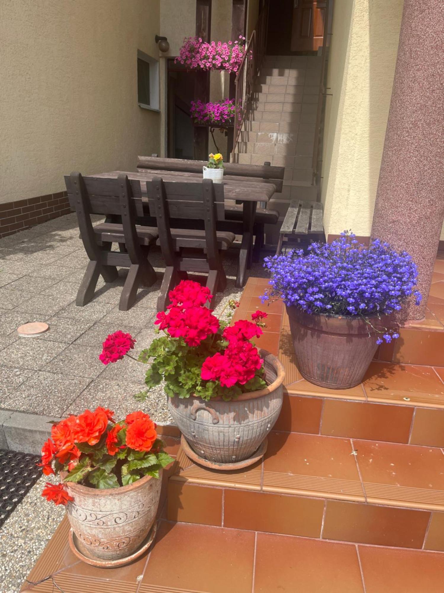 Dom Muszelka Hotel Криница Морска Екстериор снимка